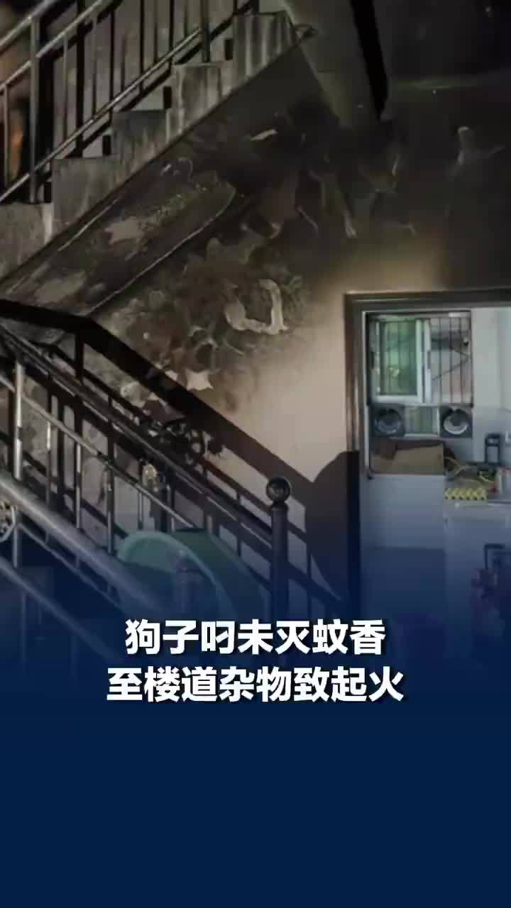 狗子叼未灭蚊香引燃楼道杂物
