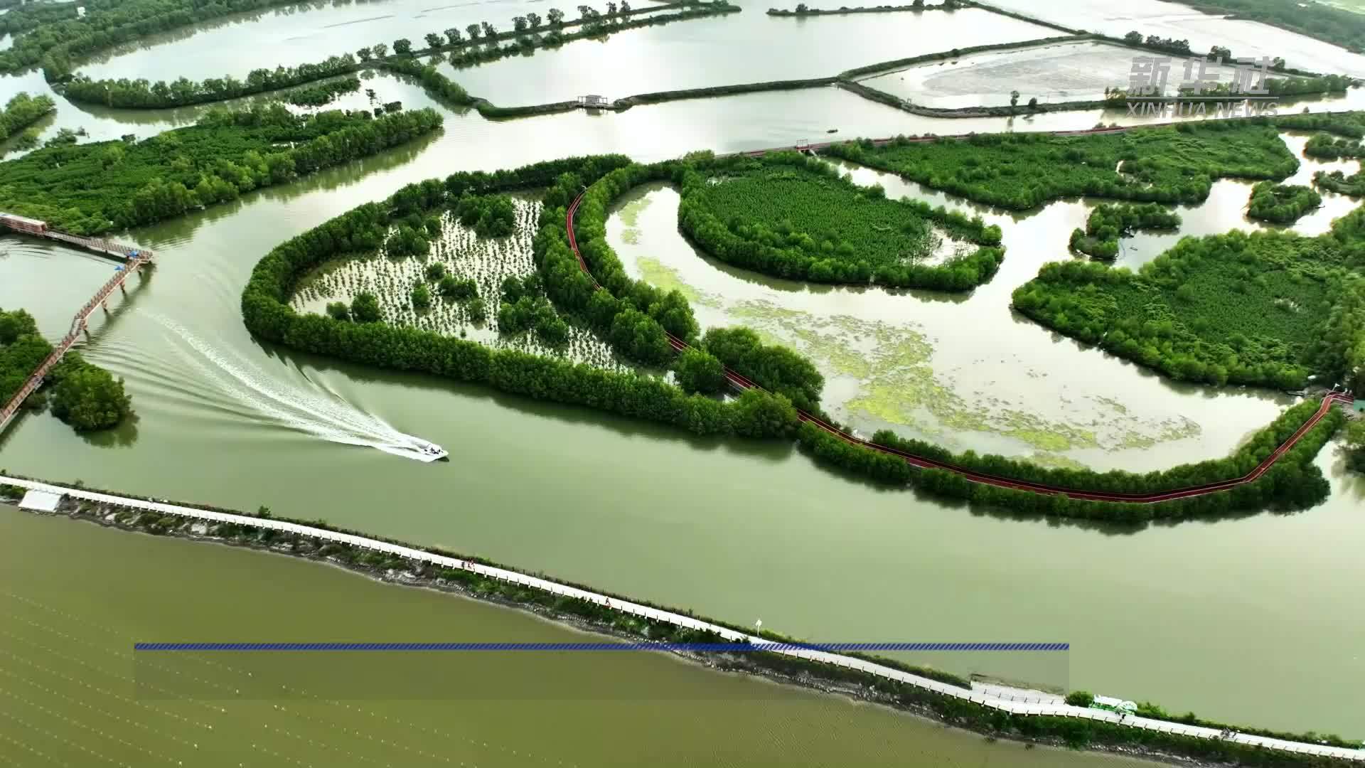 广东惠东：白鹭舞湿地