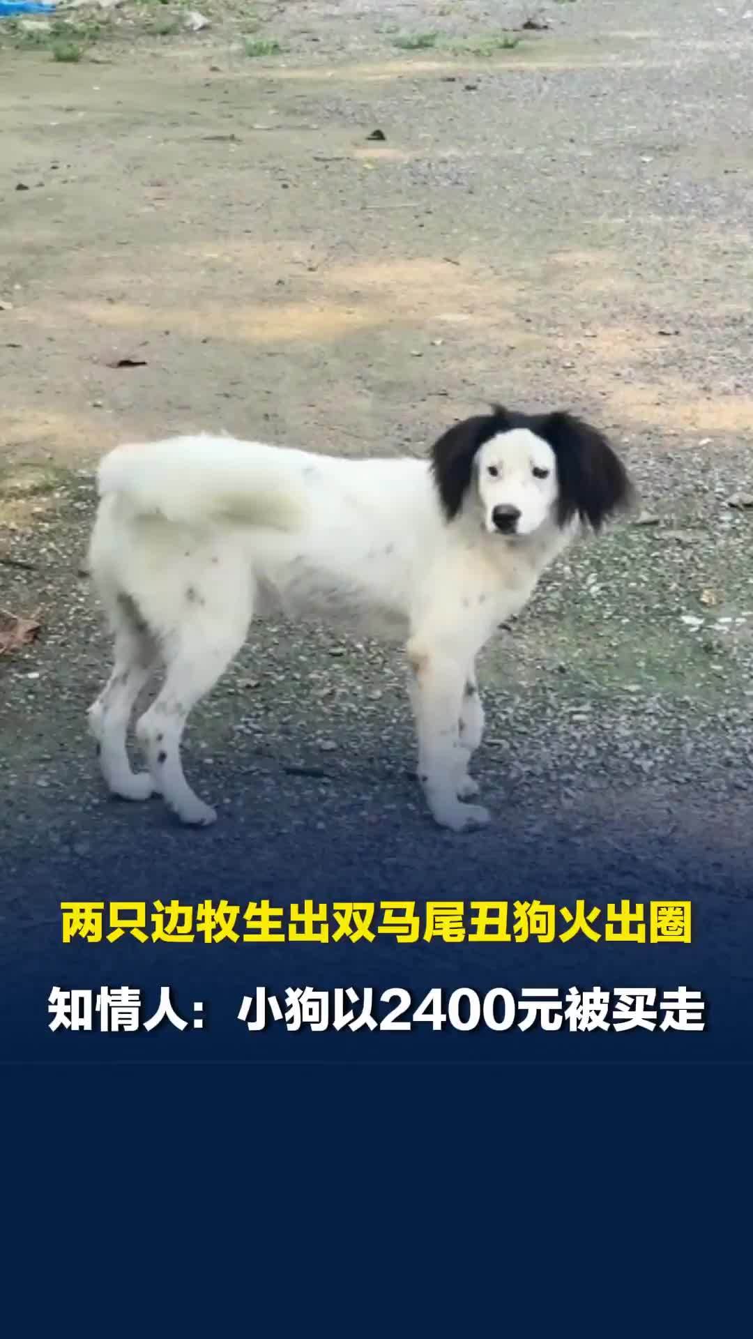 两只边牧生出双马尾丑狗火出圈，知情人：小狗以2400元被买走