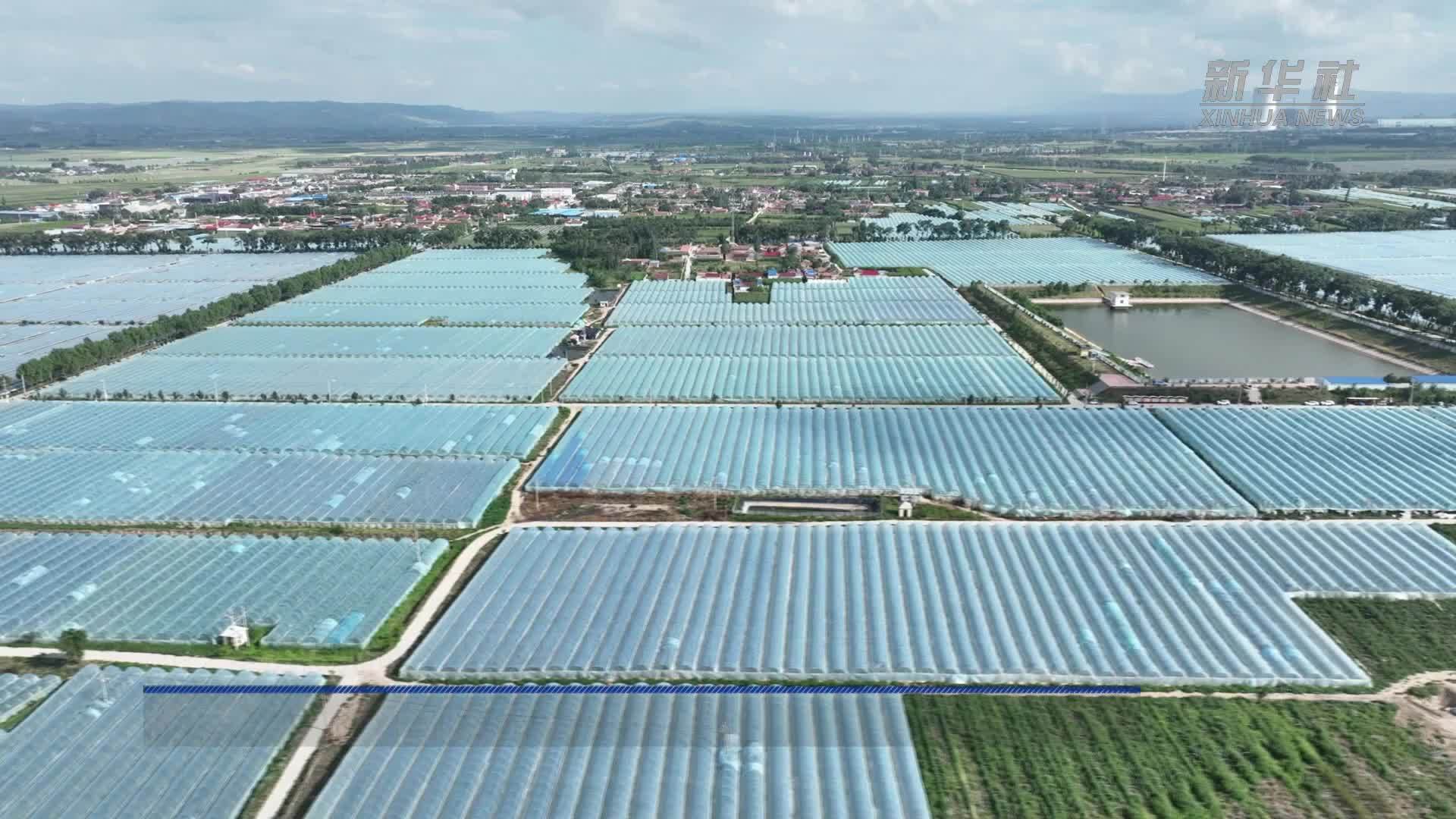 宁夏原州：网纹瓜甜蜜上市