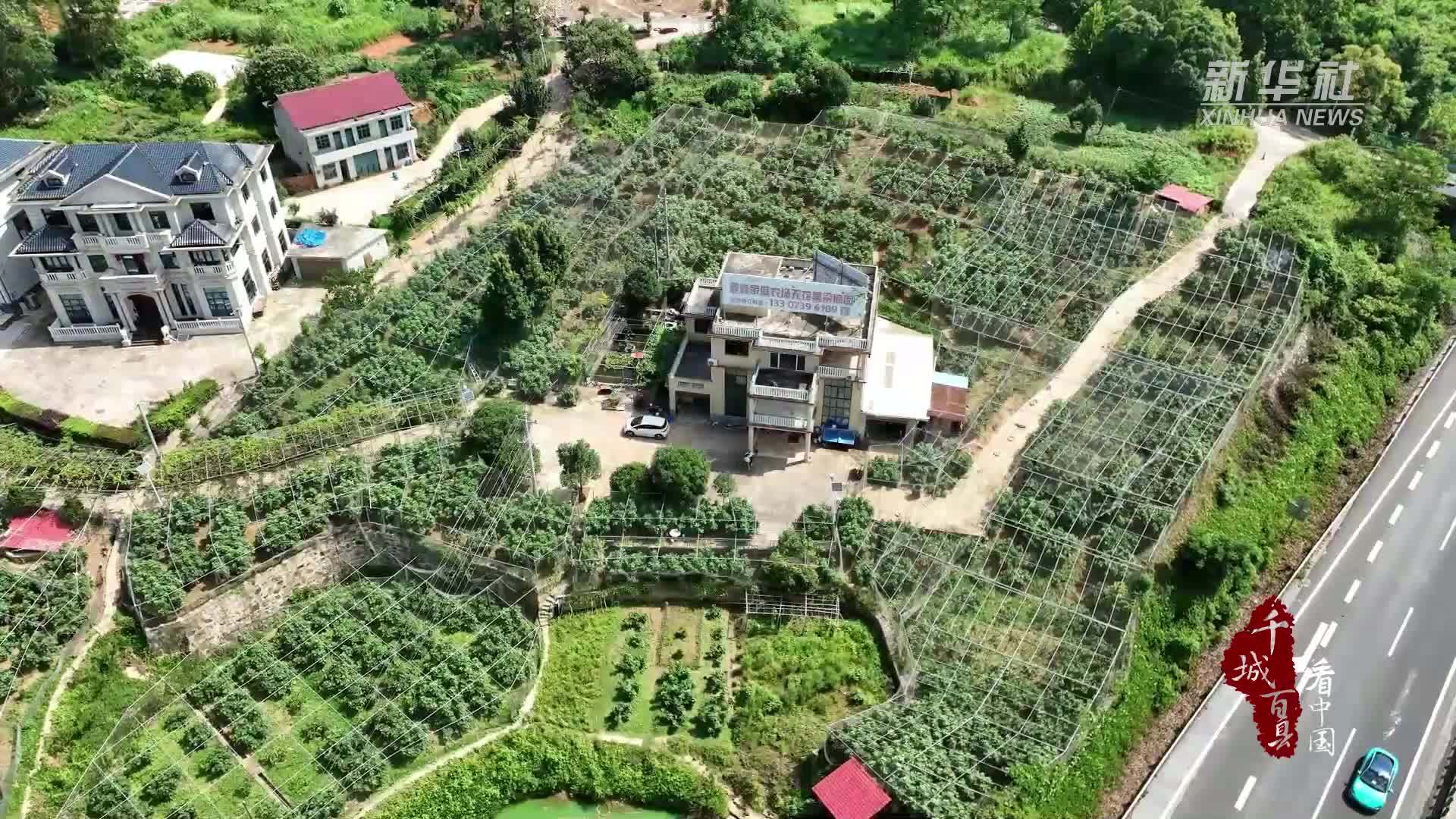 千城百县看中国｜湖南双清：无花果飘香 甜蜜引客来