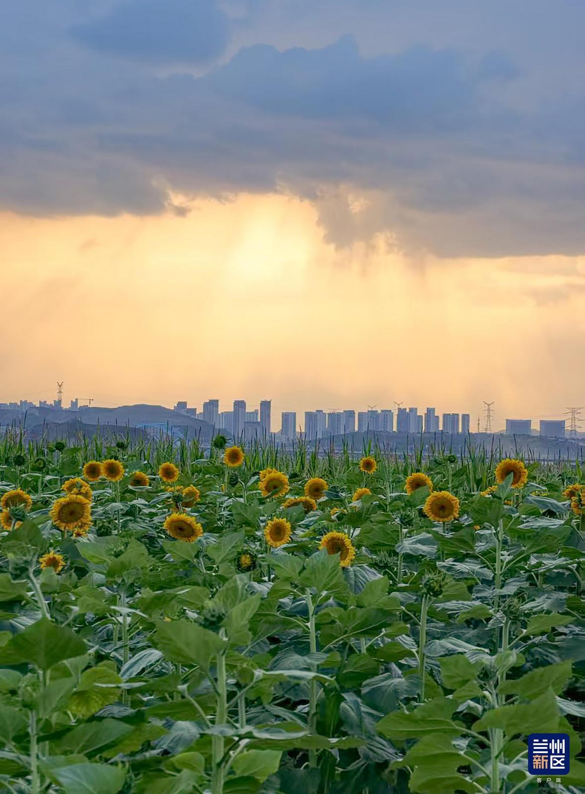 落日余晖洒落田野,连片向日葵迎风绽放,田园花海与城市楼宇遥相呼应。