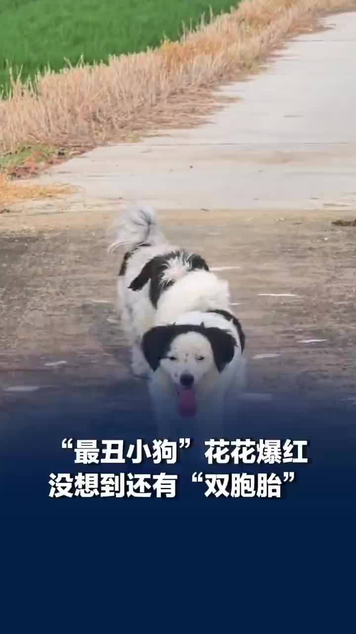 丑萌边牧花花同款狗现身