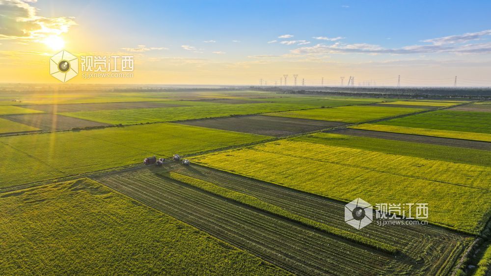 夕阳漫染万顷良田，收割机驰骋稻海，白鹭逐机飞翔。