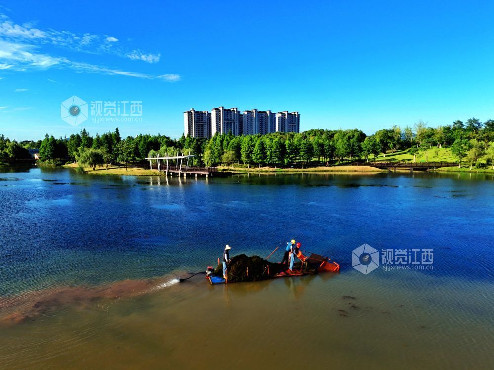 2026年8月2日，在江西省赣江新区中医药科创城星海湖公园，环卫工人冒着酷暑驾驶水草收割船在星海湖来回穿梭，进行水草收割作业。