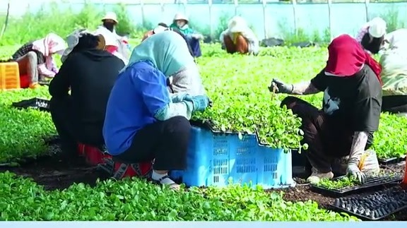 甘肃金川聚力打造现代寒旱特色农业“菜篮子”