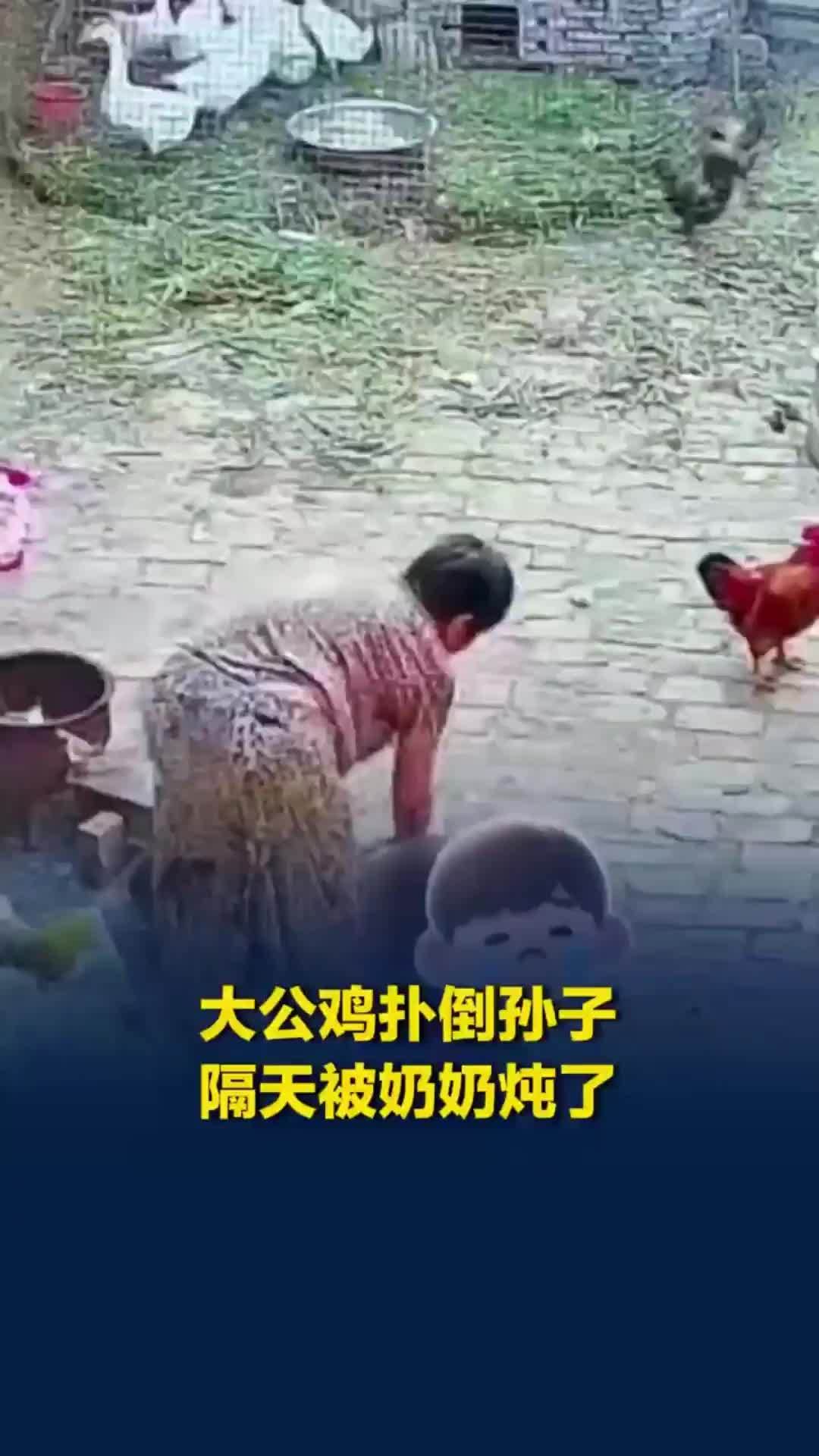 老一辈都这么疼孙子！大公鸡扑倒男孩又补啄，80多岁奶奶次日清晨生火炖鸡