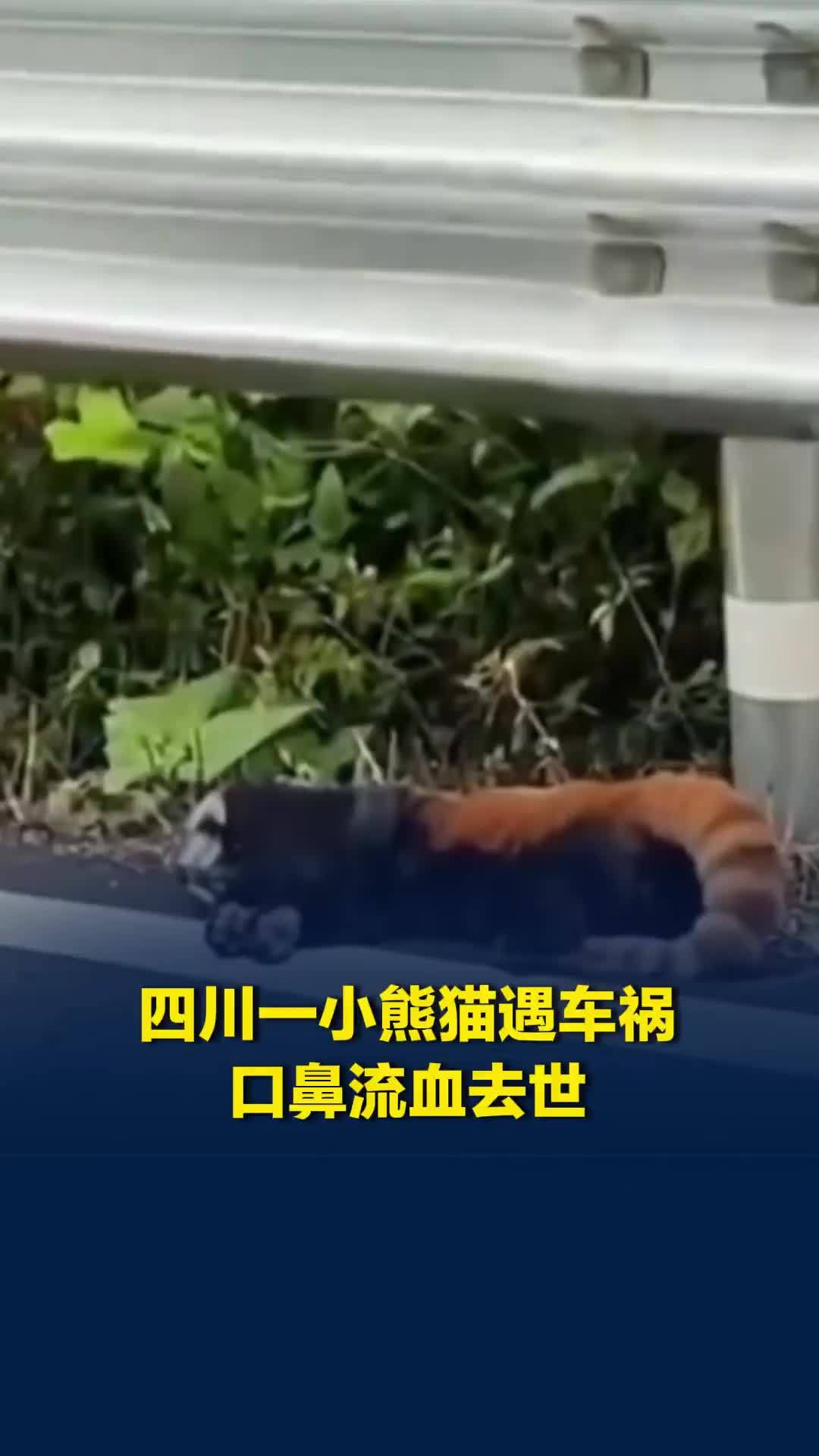 小熊猫不幸遭遇车祸，口鼻流血已无生命体征，目击者发声