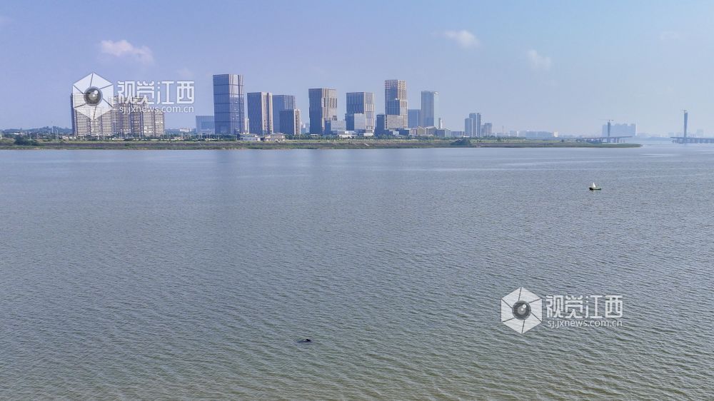 江豚自在游弋于赣江江面,灵动的身影与赣江新区林立的城市楼宇、气势恢宏的隆兴大桥相映成趣.