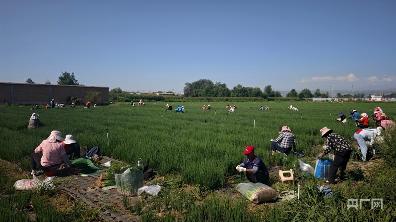 基地周边务工人员正在采摘红葱(央广网见习记者 安娜 摄)