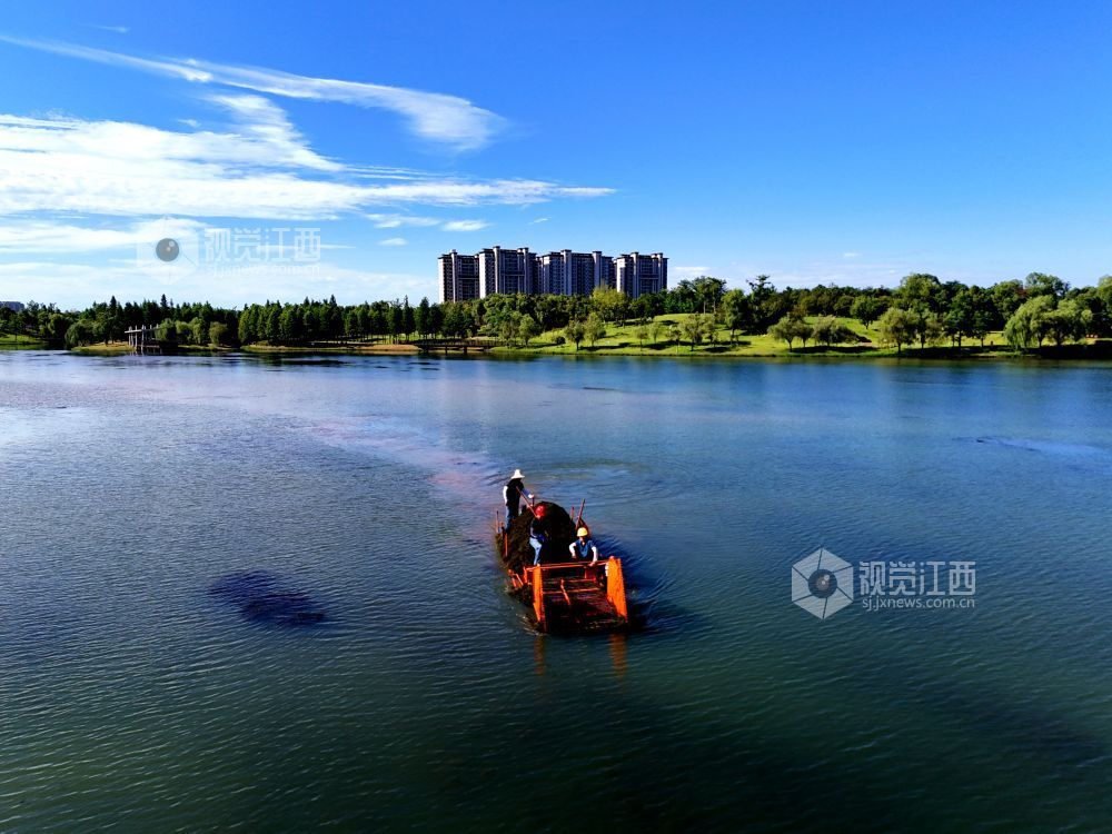 2026年8月2日，在江西省赣江新区中医药科创城星海湖公园，环卫工人冒着酷暑驾驶水草收割船在星海湖来回穿梭，进行水草收割作业。