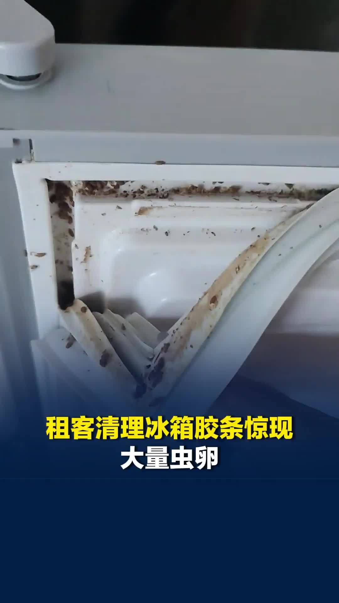 吓人！广东一租客清理冰箱胶条惊现大量虫卵，租客：已换新