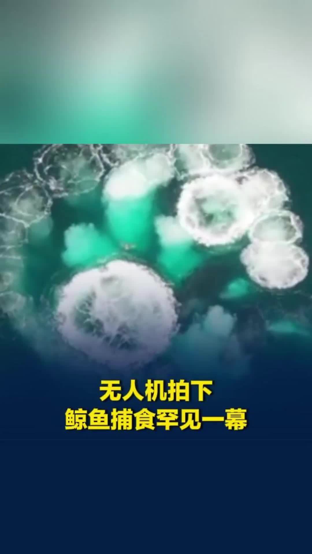 无人机拍下鲸鱼捕食罕见一幕：座头鲸在水面吹出一圈圈气泡“帘幕”