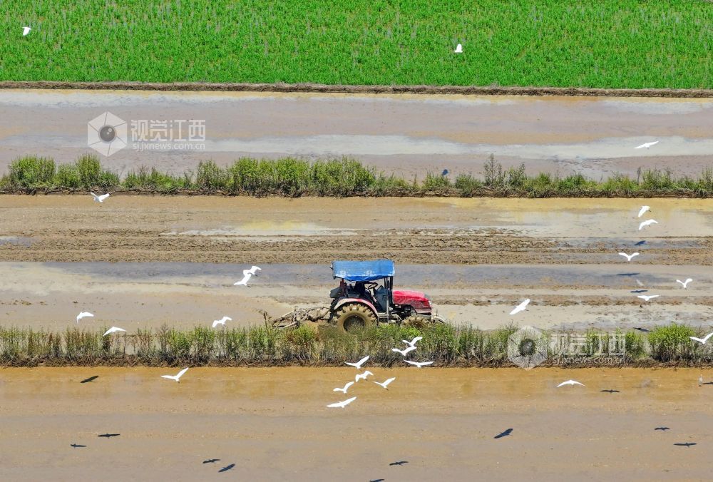 2026年8月4日，江西省吉安市泰和县沿溪镇乐山村生态田园，农民驾驶农机正在翻耕整地，一群白鹭伴耕觅食，构成一幅生态景观美丽画卷。