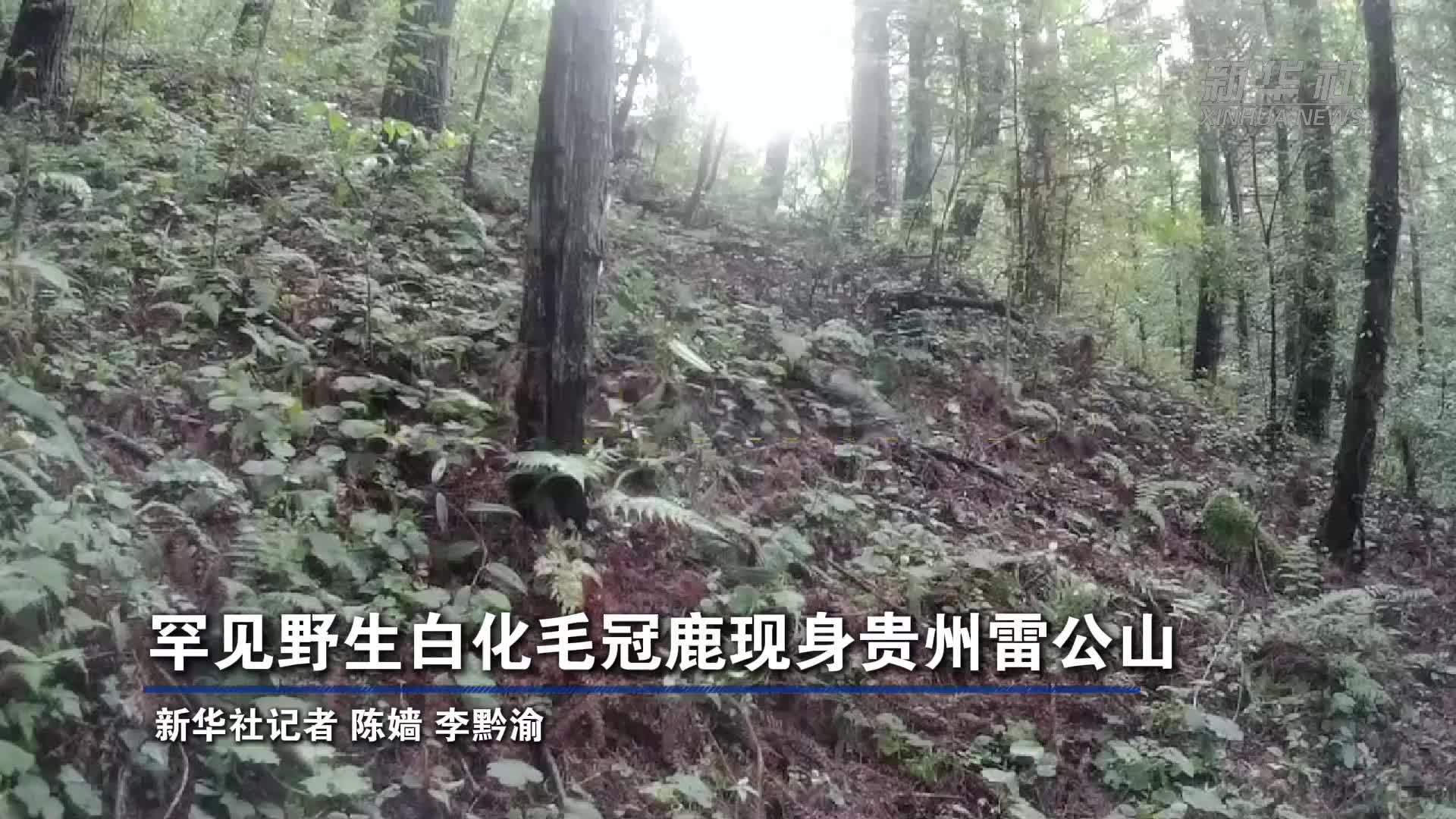 罕见野生白化毛冠鹿现身贵州雷公山