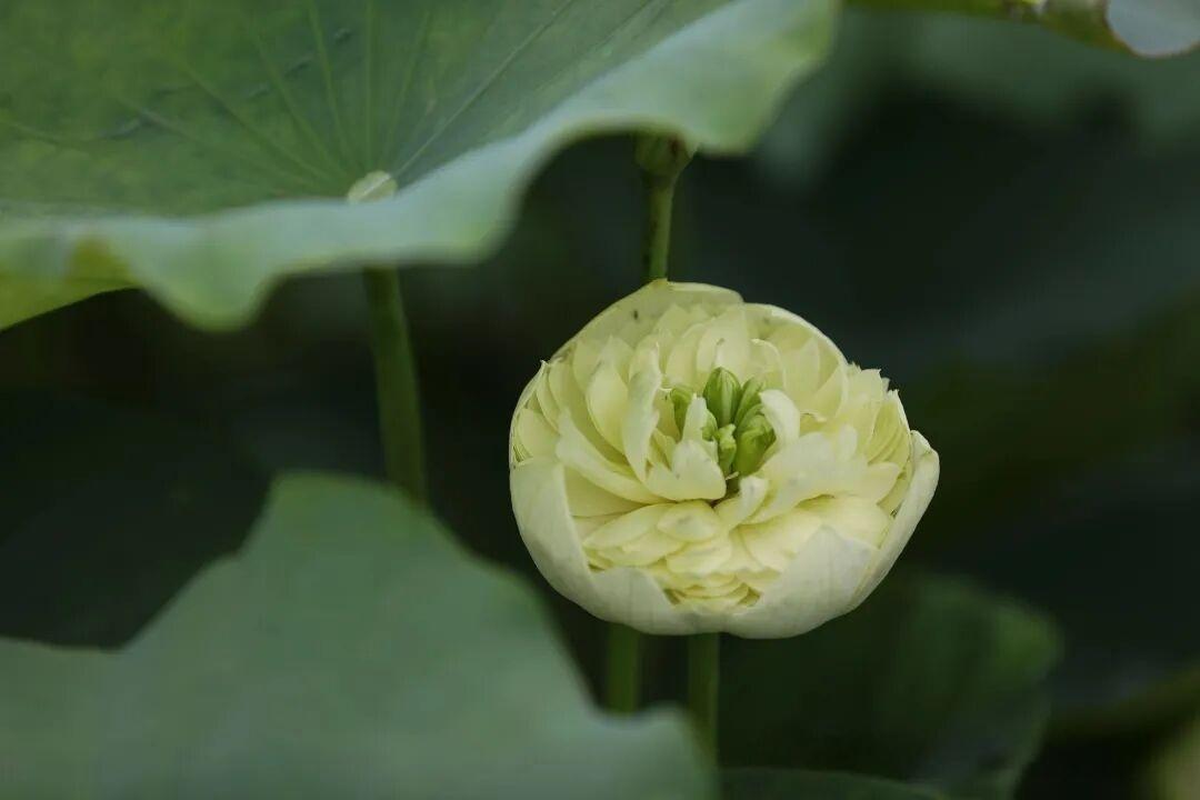 绿荷 2023年6月摄
