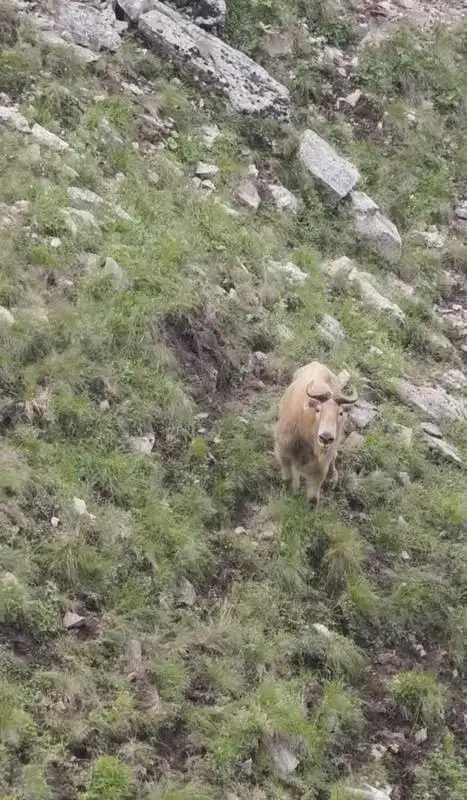 秦岭之美,在于守护。秦保部门呼吁,请广大登山爱好者,自觉遵守相关规定,不组织、不参与任何形式的违规穿越,切实维护自身与他人安全。守护秦岭完整的栖息家园,让各类野生动物自在繁衍、安稳栖居,安心做这片山林的“永久居民”。