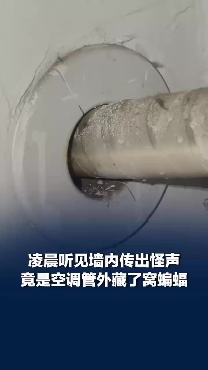 凌晨听见墙内有声竟藏了窝蝙蝠，当事人：已把空隙堵上