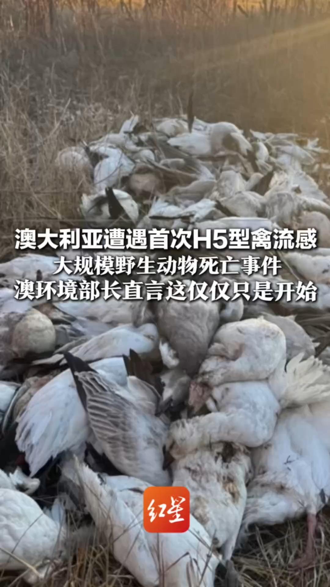 “生态警报”已拉响！澳大利亚遭遇 首次H5型禽流感 大规模野生动物死亡事件  澳环境部长直言这仅仅只是开始