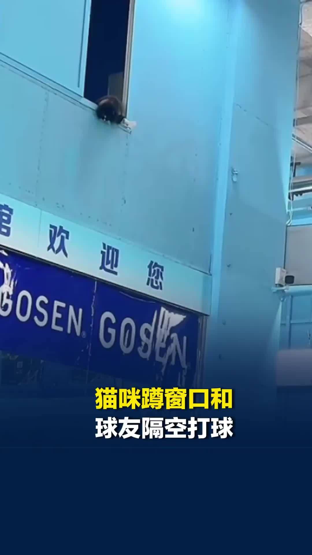 头一次见会打羽毛球的猫！一只猫在羽毛球馆隔空接球，工作人员：它经常趴在窗边看球