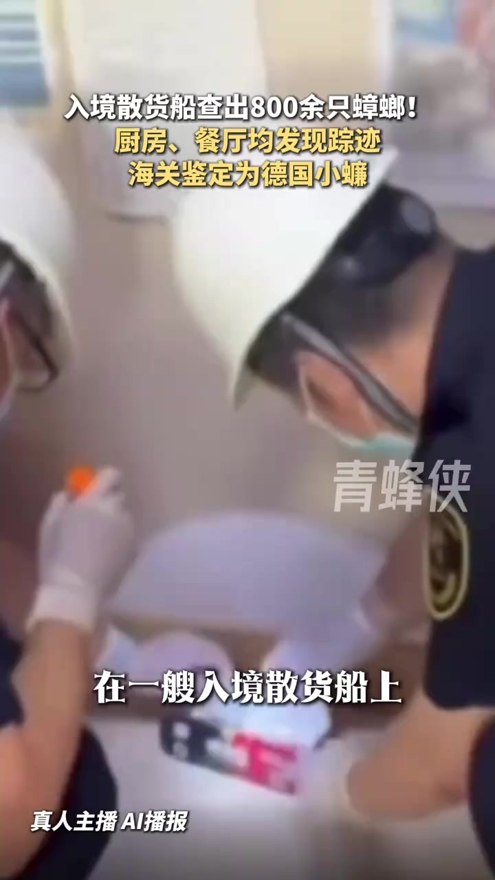 货船被海关拦下船里有800多只蟑螂