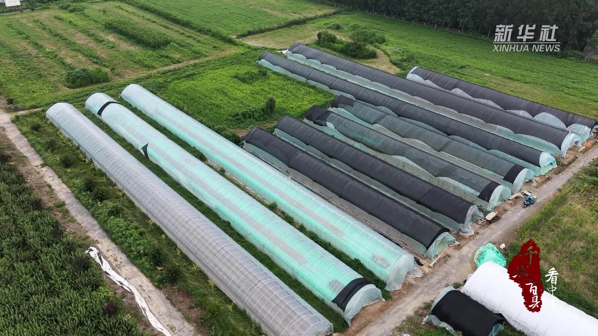 千城百县看中国｜山东郯城：蚂蚱养殖拓致富新路