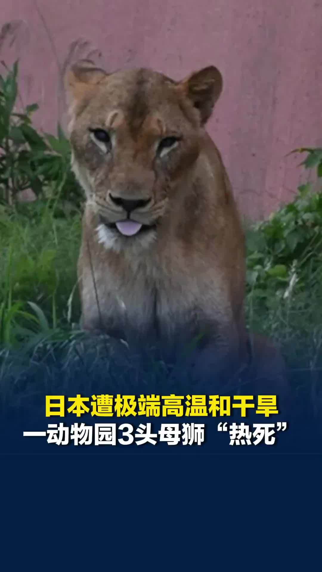 日本遭极端高温和干旱，平均气温连续三年刷新纪录，一动物园3头母狮“热死”