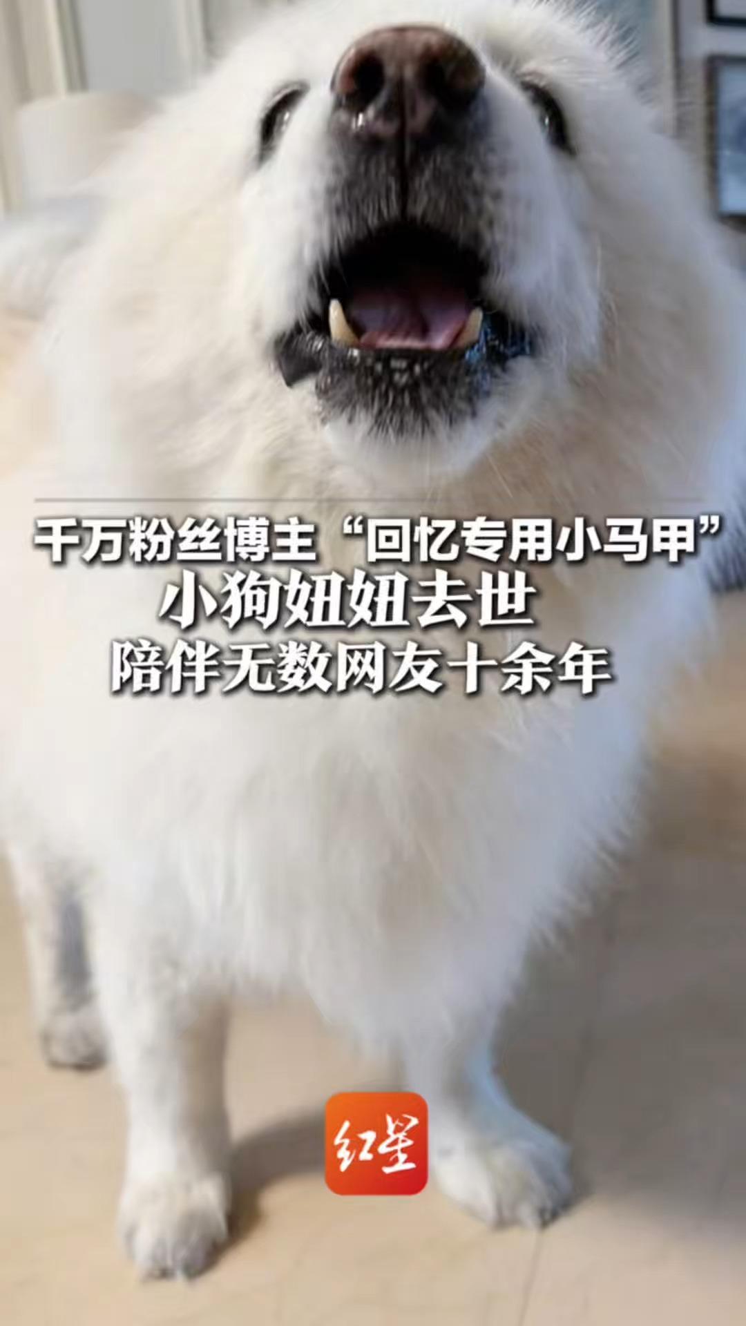 千万粉丝博主“回忆专用小马甲”小狗妞妞去世，系微博初代网红宠物之一，陪伴无数网友十余年