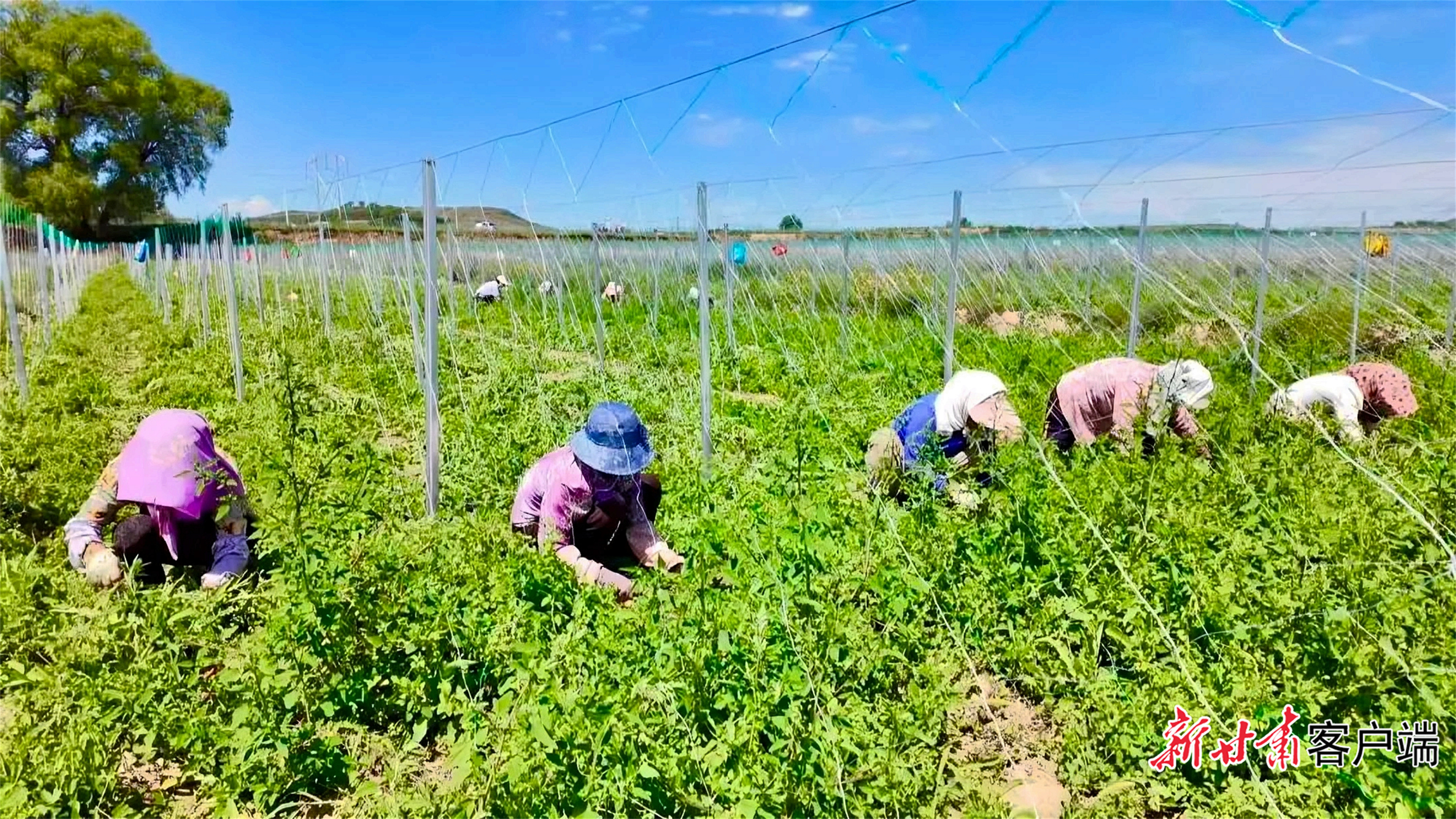 工人在药田里忙碌 渭源融媒提供