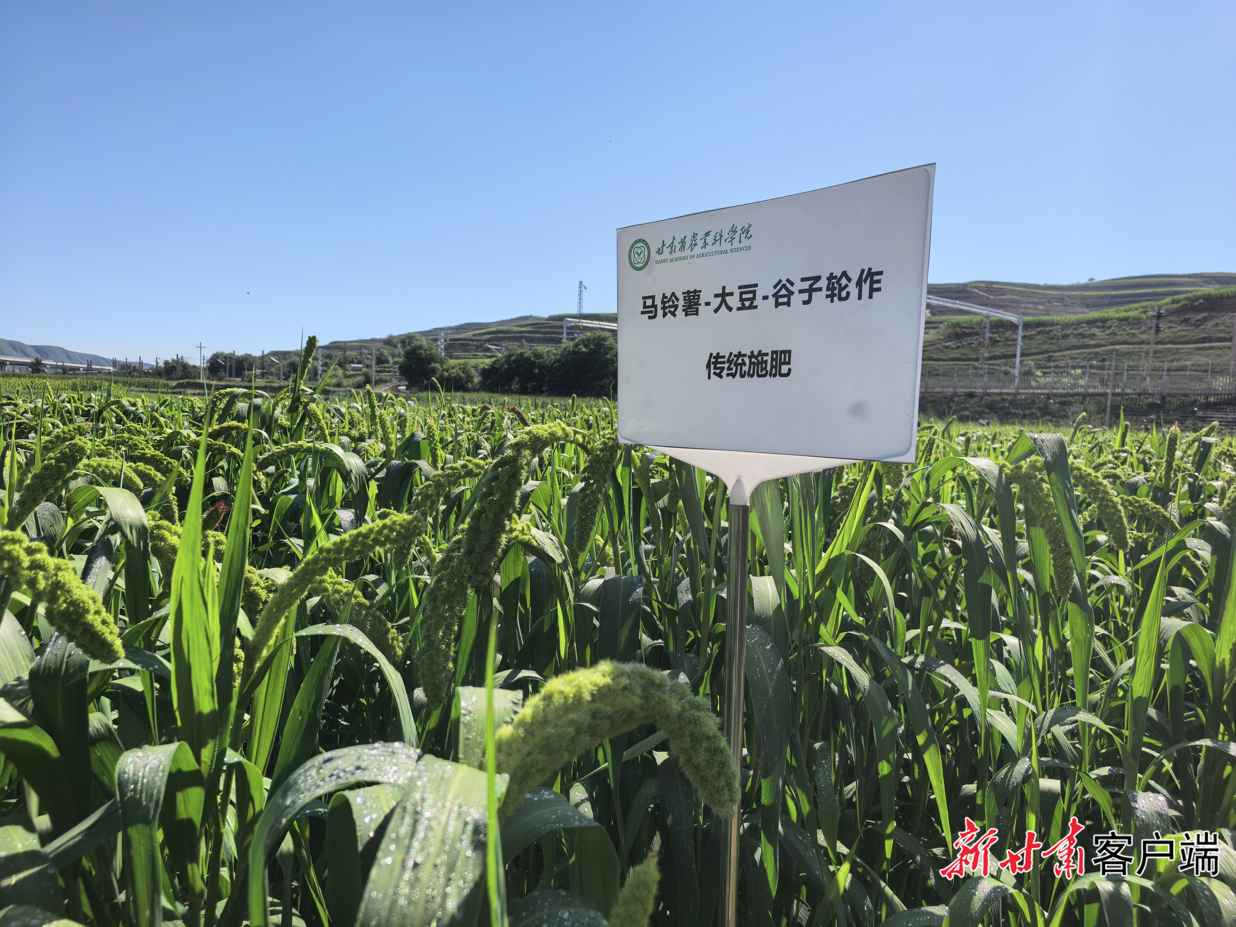 马铃薯‑大豆‑杂粮轮作与绿色投入品耦合提质增效技术试验区