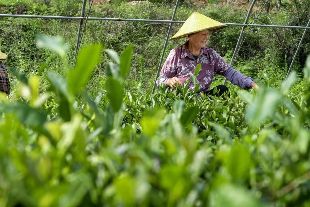 莱芜老干烘(莲花山茶业)7.jpg