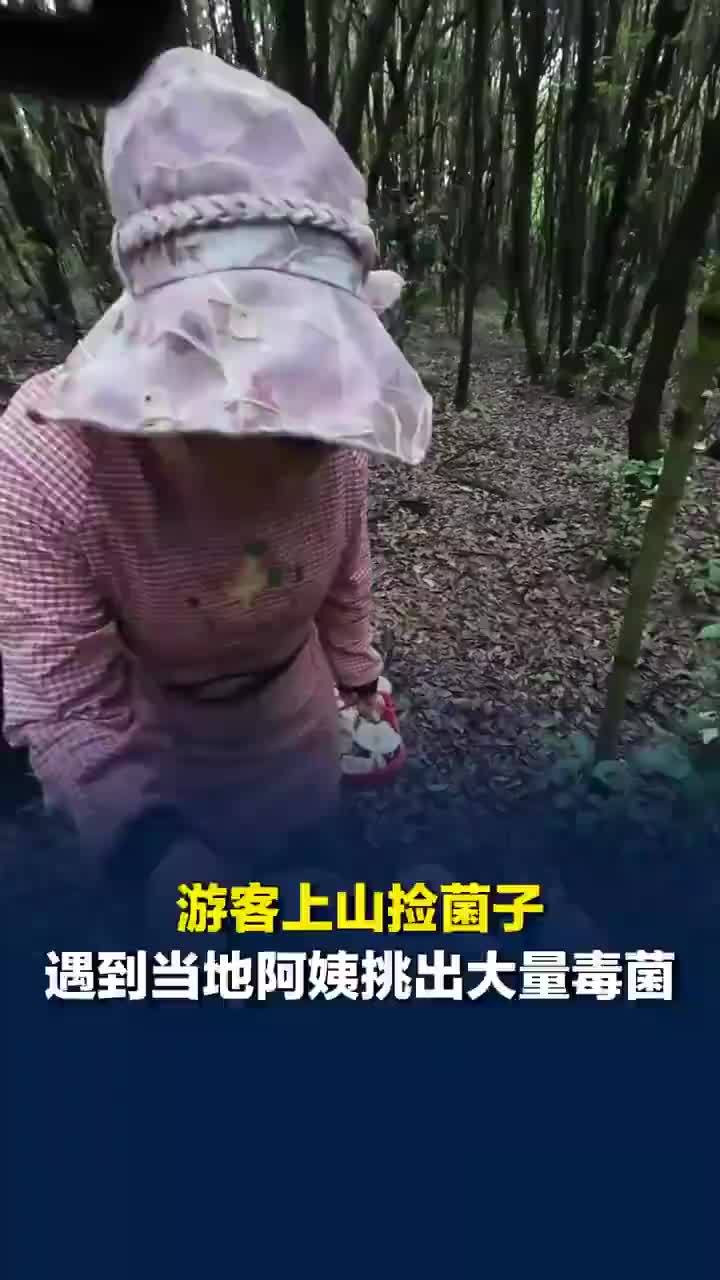 游客上山捡菌子遇当地阿姨挑出毒菌