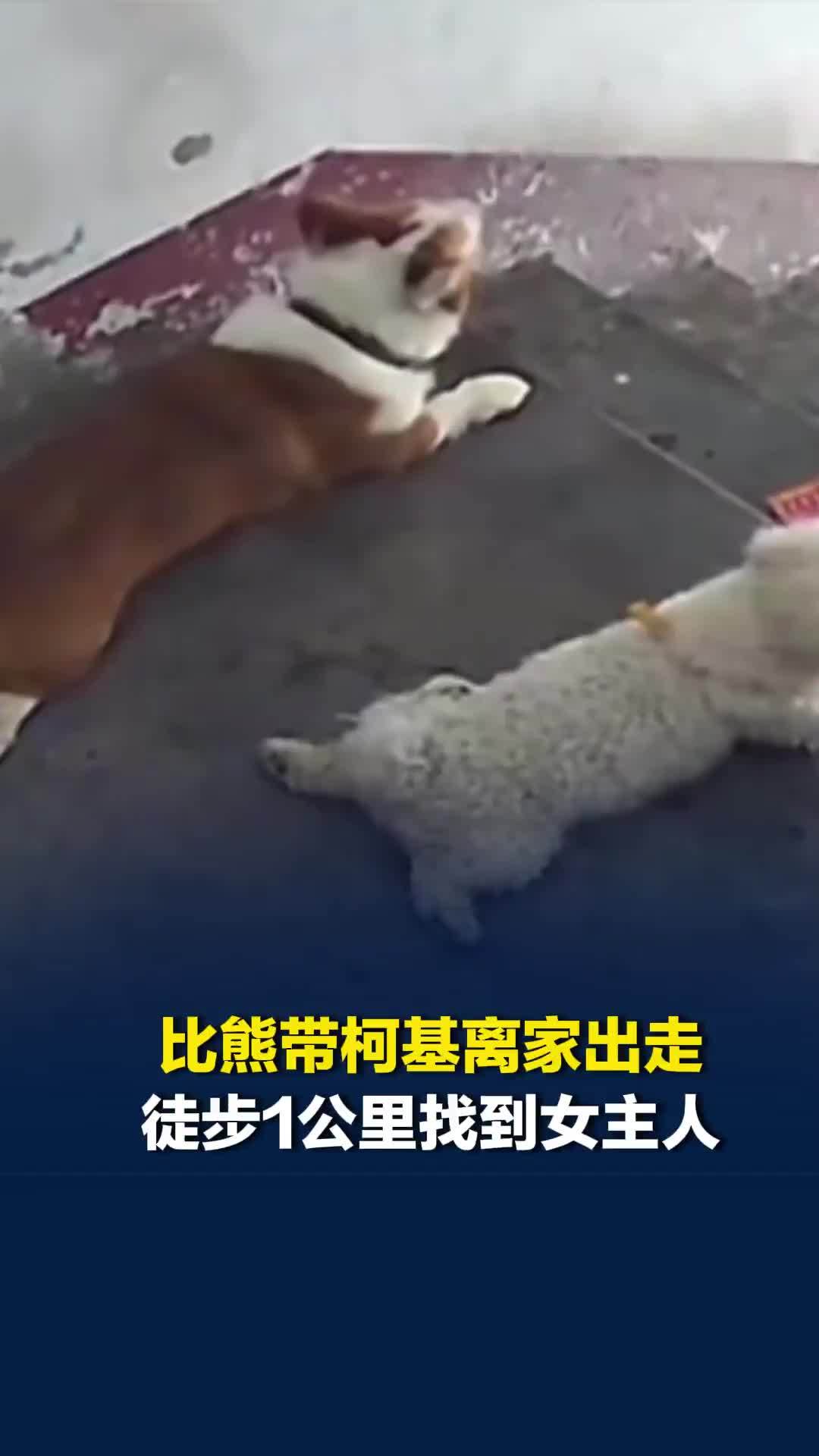 老家没开空调太热，比熊带柯基徒步1公里找到女主人，主动敲门无人应答在门外乖巧等待