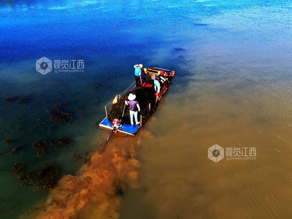2026年8月2日，在江西省赣江新区中医药科创城星海湖公园，环卫工人冒着酷暑驾驶水草收割船在星海湖来回穿梭，进行水草收割作业。