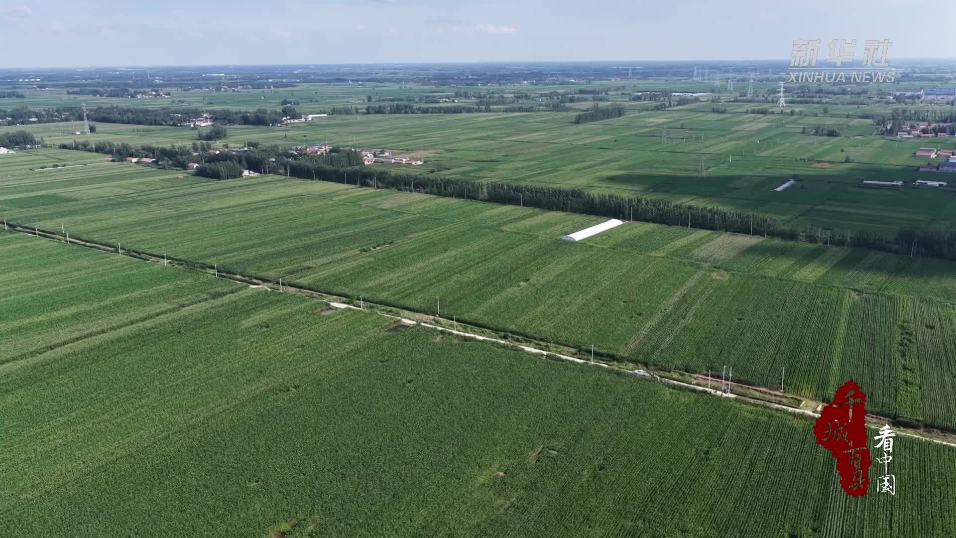 千城百县看中国｜山东定陶：飞防护秋粮 智慧固农仓