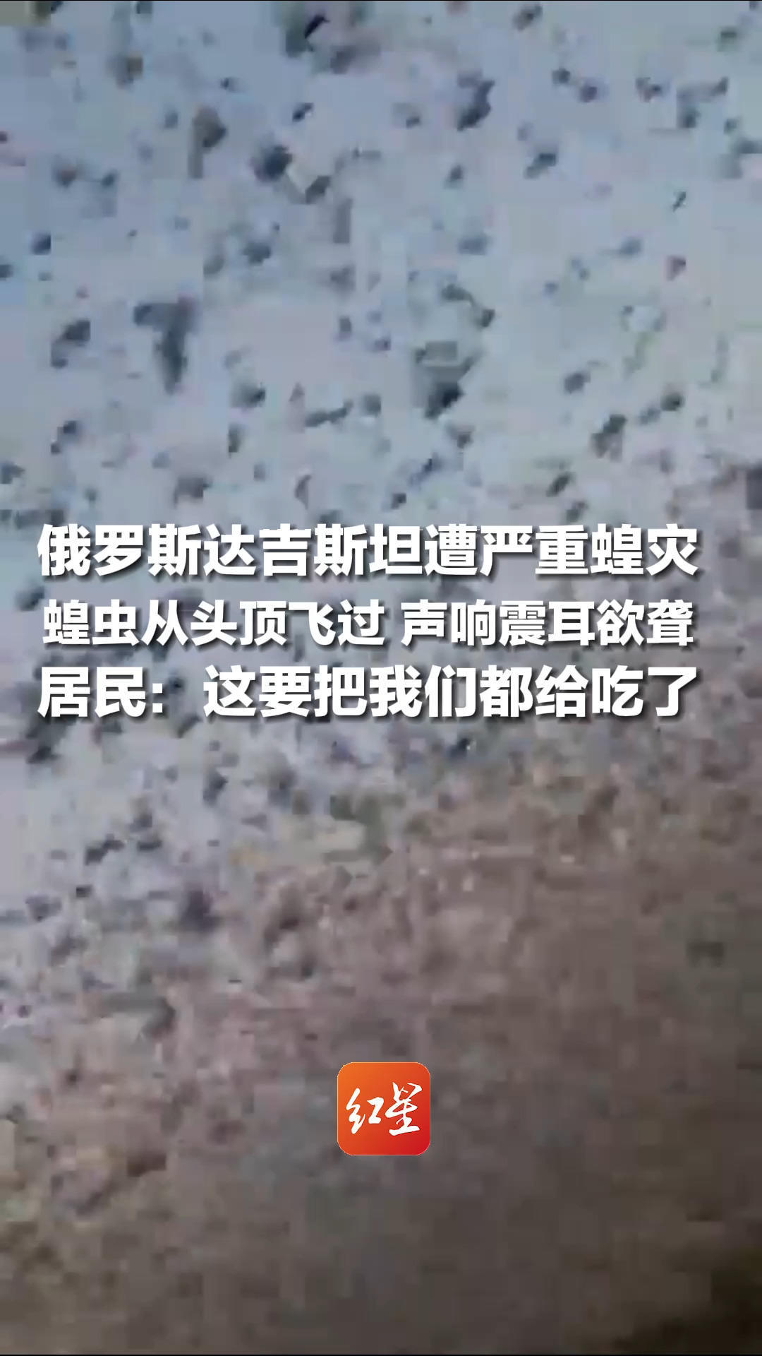 俄罗斯达吉斯坦遭严重蝗灾，蝗虫从头顶飞过，声响震耳欲聋，居民：这要把我们都给吃了，当地部门：正全力组织开展灭虫工作