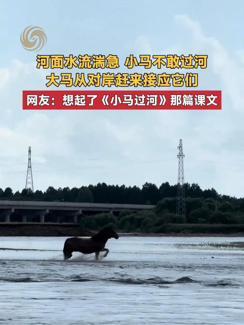 河面水流湍急，小马不敢过河，大马从对岸赶来接应它们。网友：想起了《#小马过河  》那篇课文 #父母是孩子最好的老师