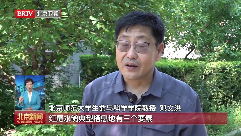 红尾水鸲现身国贸桥 北京CBD引来了“山里鸟”