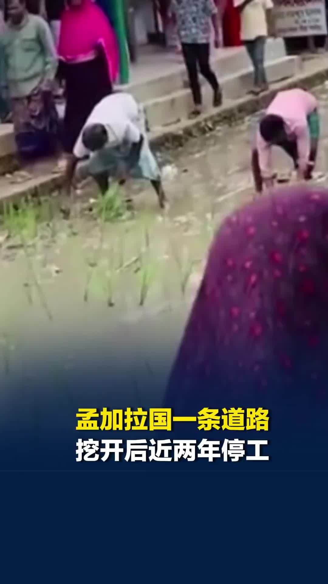 孟加拉国一条道路挖开后近两年停工，雨后满是泥泞，人们在道路上种水稻以示抗议