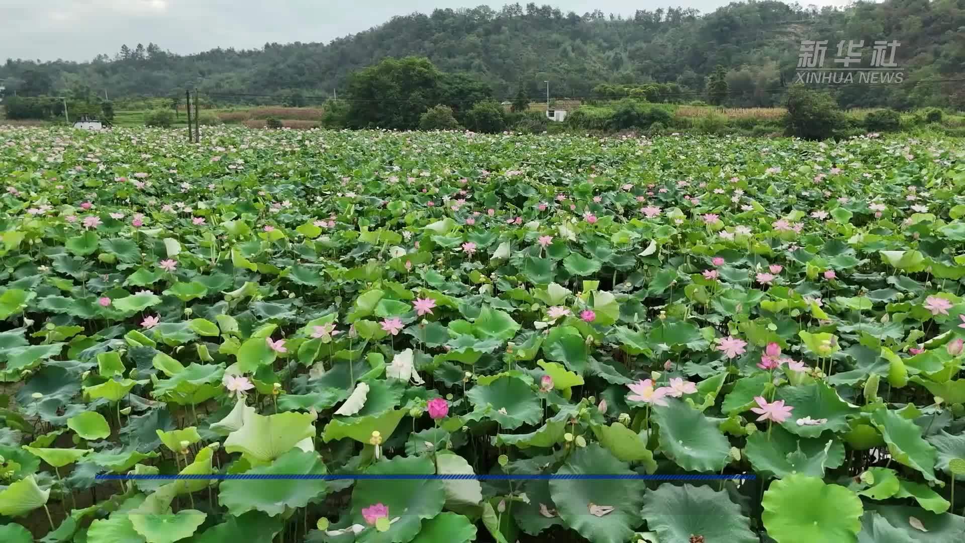 江西德安：莲子采收忙