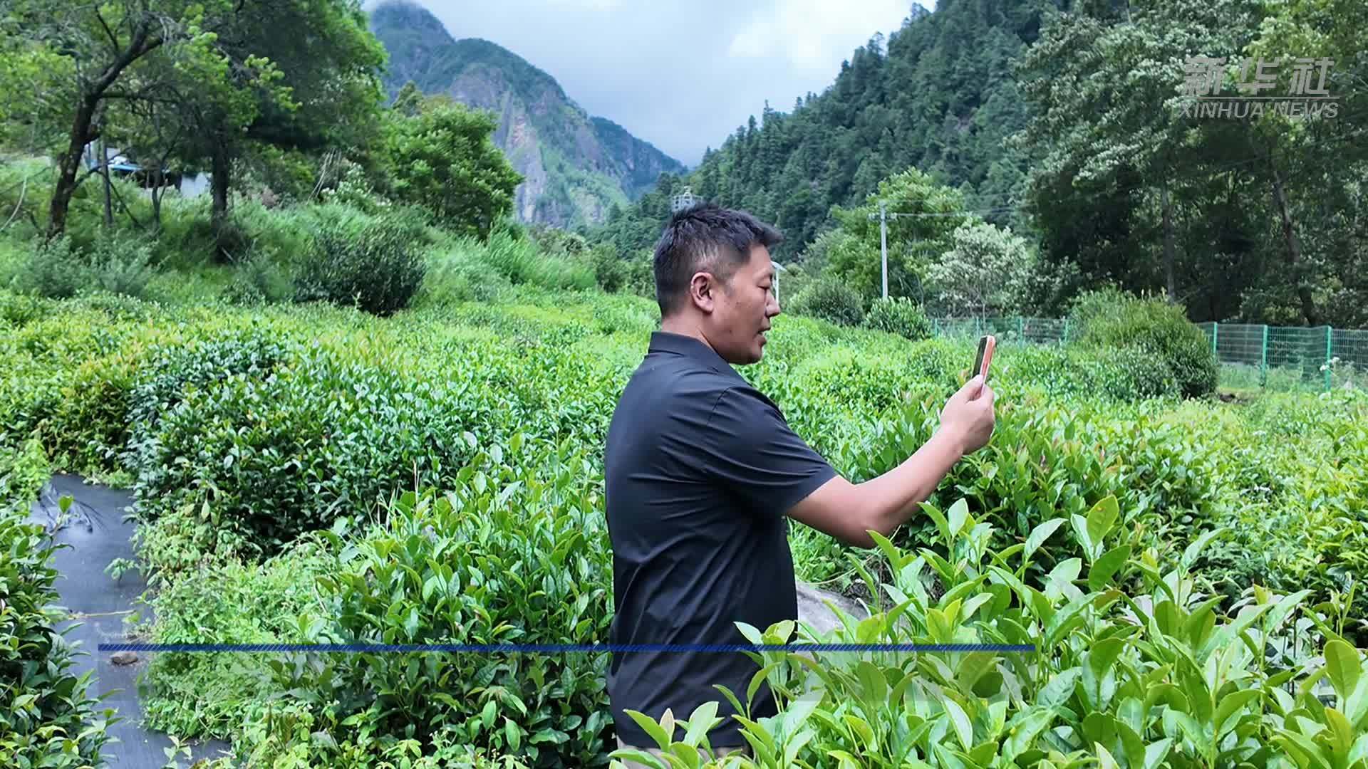 西藏错那：高原“金叶子”鼓起群众钱袋子