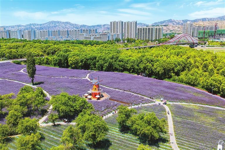 盛夏时节，永靖县黄河花堤各类花卉竞相绽放，游客漫步花海间，乐享夏日美好时光。新甘肃&middot;甘肃日报通讯员　苏容