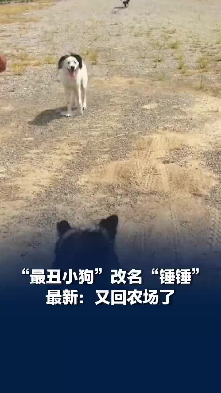 丑到卖不出的狗花花改名叫锤锤