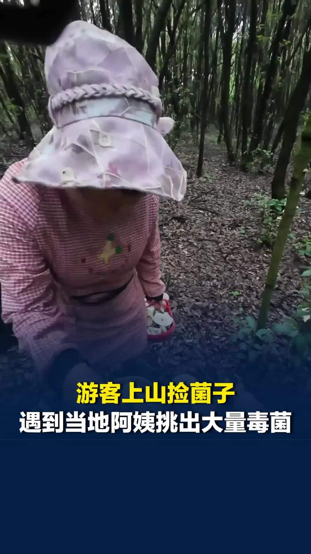 云南一游客上山捡菌子，遇到当地阿姨帮他们挑出大量不可食用的毒菌，果断扔掉