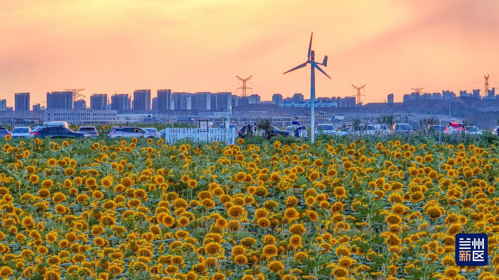 夕阳映衬百亩向日葵,金色花海与城市远景相融,勾勒新区生态画卷。