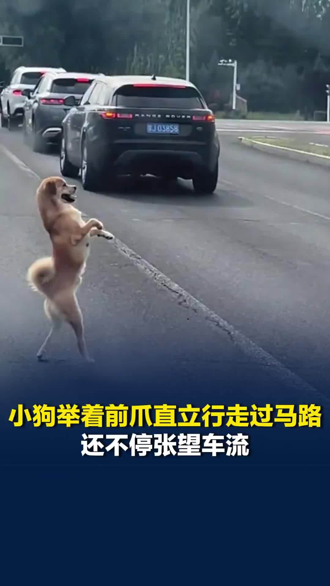 小狗举着前爪直立行走过马路，还不停张望车流，拍摄者：小狗很聪明，知道马路有危险