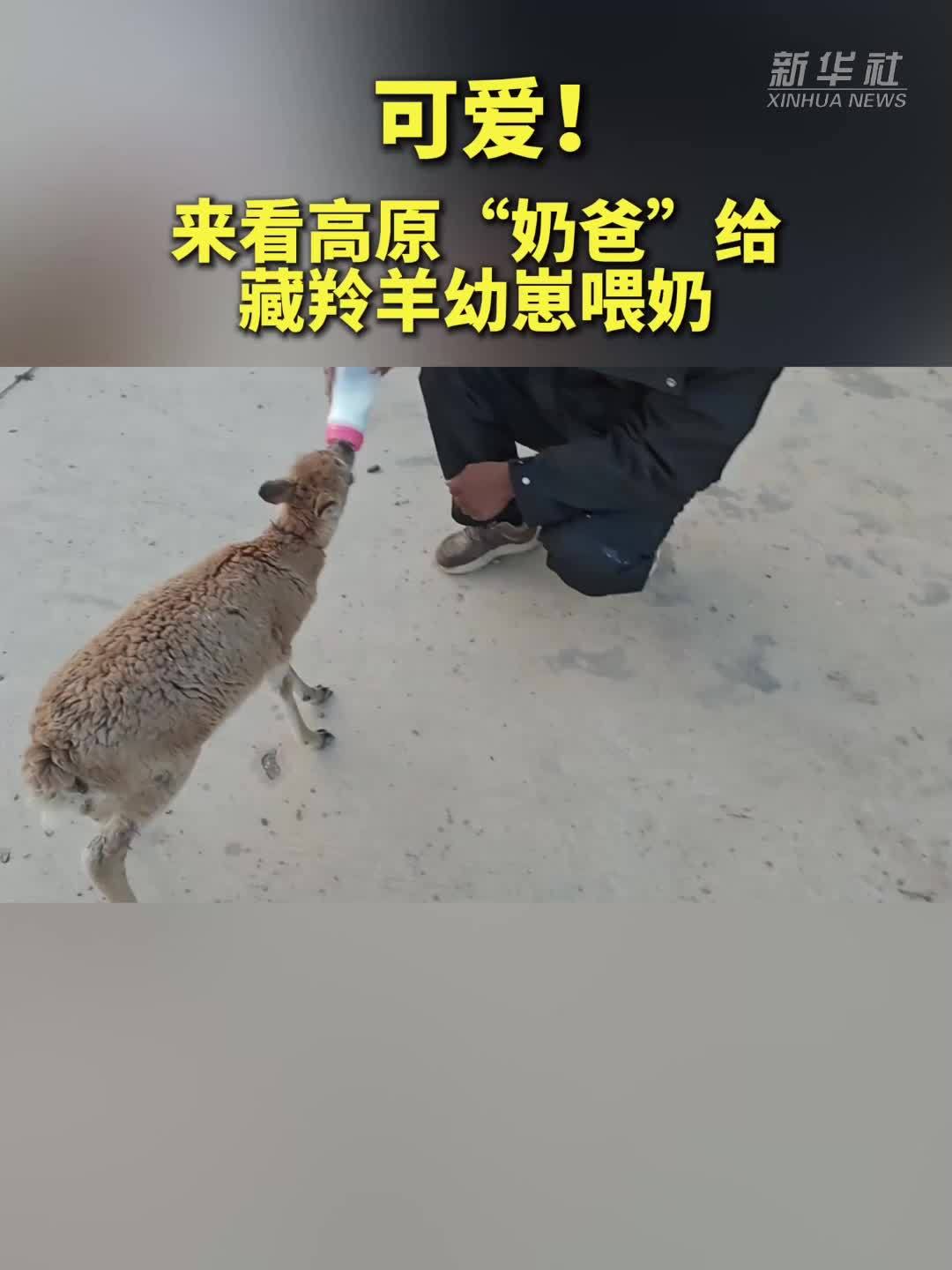 可爱！来看高原“奶爸”给藏羚羊幼崽喂奶