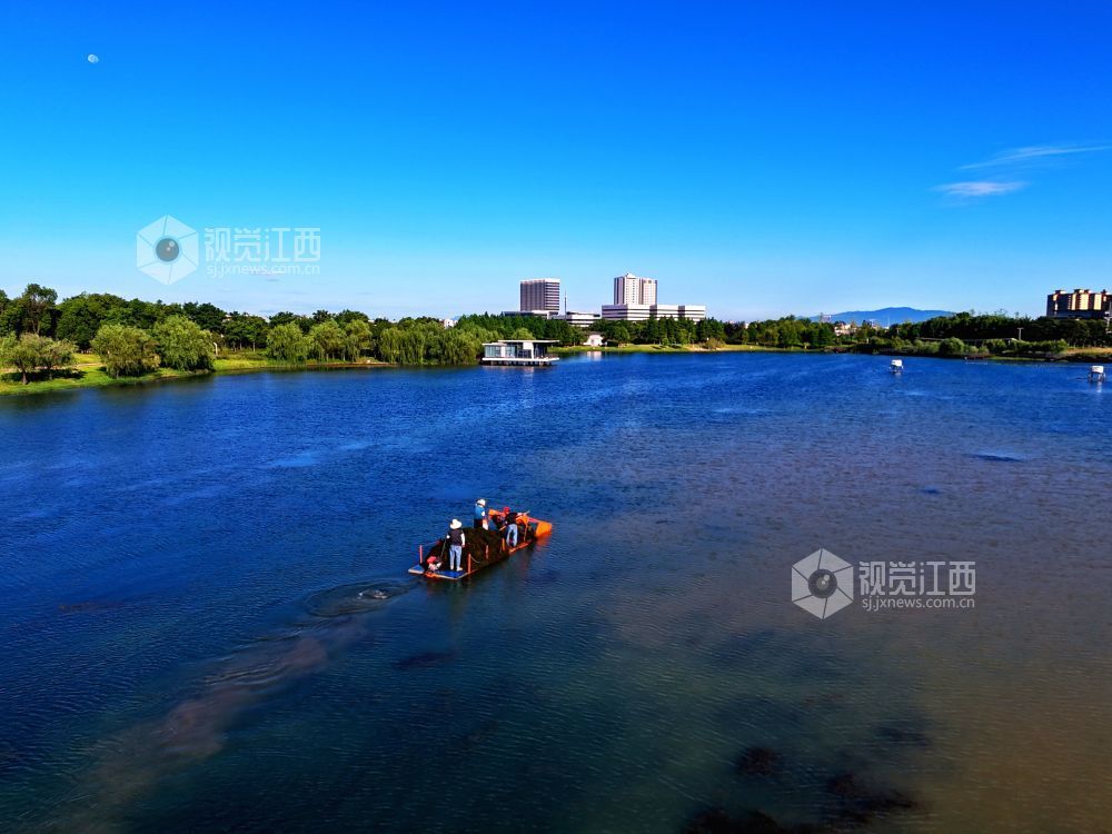 2026年8月2日，在江西省赣江新区中医药科创城星海湖公园，环卫工人冒着酷暑驾驶水草收割船在星海湖来回穿梭，进行水草收割作业。