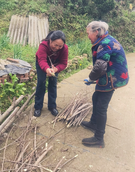 胡军秀帮助老人捡柴火