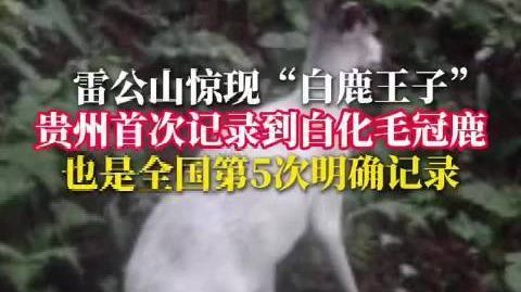 【#贵州发现一只白化毛冠鹿# 】#国内第5次发现罕见白化毛冠鹿# 8